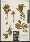 Foto von Salix pyrifolia Andersson